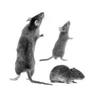 Rodent Control
