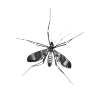 Mosquito Control
