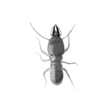 Termite Control
