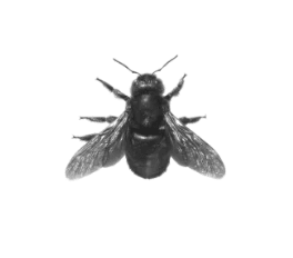 Carpenter Bee Control
