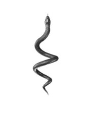 Snake Control
