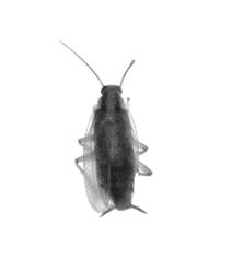 German Roach Control
