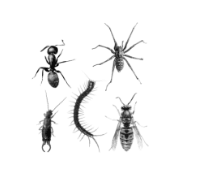 General Pest Control
